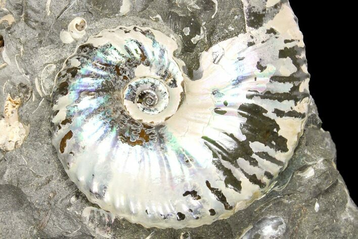 Iridescent, Fossil Ammonite (Scaphites) - South Dakota #129523